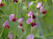Discover Snow Pea Varieties with Bicoloured Flowers: Expert Q&A