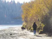Dog Walker Cannot Sue Owners After Being Bitten on Job: Ontario Court