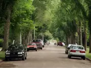 Edmonton mandates tree planting for infill, developers push back
