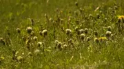 Edmonton Ramps Up Volunteer Weed Pulling Events This Spring and Summer