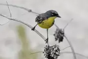 Endangered Kirtland's Warbler Spotted in Simcoe County Forest