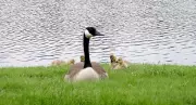 Essex Man Fined $1,000 for Harassing and Attempting to Injure Canada Geese