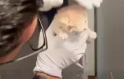 Firefighters Rescue Kitten Trapped Behind Wall in California