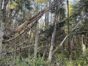 Four Downbursts Recorded on Night of Fatal Tree Fall in Ontario