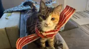 Franco the Cat Rescued on MacKay Bridge Reunited with Family