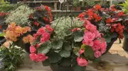 Fredericton Botanic Garden Spring Plant Sale This Weekend