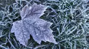 Frost Advisories for Parts of GTHA Ahead of Summer Long Weekend