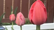 Frost Advisory for Windsor-Essex: Cover Plants Advised