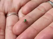 Gardening Woes: Battling Weevils in the Garden with Gentle Methods