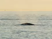Grey Whale Struck by Jet Ski Near Vancouver Spotted Heading Out to Sea
