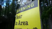 Grizzlies Force Closure of Part of Alberta's Highway 40 to Hikers and Cyclists