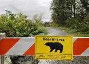 Grizzly Bear Sighting on Northern Vancouver Island Prompts Caution