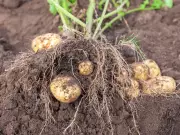 Growing Things: How to get your potatoes started early
