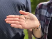 Guelph Arboretum Launches Bumblebee Tracker Project with Bluetooth Technology