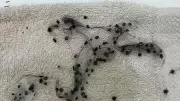Halifax-area clinic warns pet owners after removing 85 ticks from one dog
