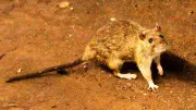 Hantavirus Outbreak on Cruise Ship Kills Three in Atlantic Ocean