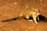 Hantavirus Precautions Urged When Opening Cottages, Sheds: PHAC