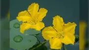 Herbicide to Be Applied to Dartmouth Lake to Control Invasive Plant Species