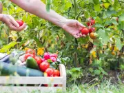 How to Transplant Tomatoes for Strong, Productive Plants