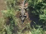 Human Remains Found Inside 1,000-Pound Crocodile in South Africa