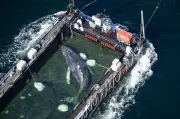 Humpback whale 'Timmy' released in North Sea after weeks stranded off Germany