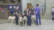 Hundreds of Lambs Flock to Calgary Stampede for 4-H Event