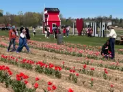 Inaugural Tulip Festival in Upper Onslow, N.S., Blooms with Success