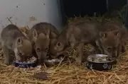 Injured Coyote Gives Birth at Muskoka Sanctuary, Pups Reach Milestone