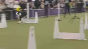 Innisfil Dogs to Represent Canada at Flyball World Cup in England