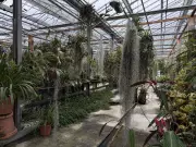 Inside Guerlain's Secret Orchidarium Near Geneva: Botanical Magic Unveiled