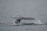 Jet Ski Collides with Grey Whale off Vancouver Beach