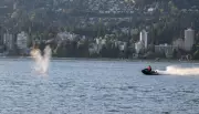 Jet Skier Strikes Grey Whale Off Vancouver Coast, Police Say