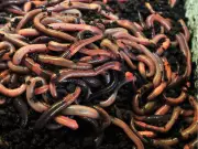 Keep Your Lawn Healthy to Control Dew Worms, Expert Advises