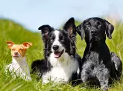 Leamington Begins Dog Registration Enforcement