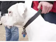 Leamington Dog Tag Checks: Door-to-Door Enforcement Begins Wednesday