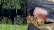 London, Ont. Says Rottweilers in Park Attack Won't Be Returned to Owner