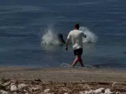 Man Arrested for Throwing Rock at Endangered Hawaiian Monk Seal