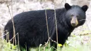 Man Attacked by Bear in Mission, B.C. – Victim Hospitalized