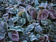 May Frosts: How to Protect Your Garden Plants from Late Cold Snaps
