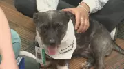Meet Dani: Halifax University Therapy Dog Eases Student Stress and Loneliness