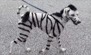 Meet Molly the 'Zebra Dog' Raising Cancer Awareness in LaSalle, Ont.