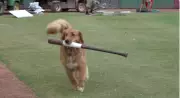 Minor League Baseball Team Hires Full-Time Bat Dog: Meet Omaha