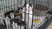 Mississauga man charged after 57 kittens, 8 cats rescued in animal cruelty probe