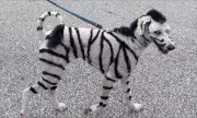 Molly the 'Zebra Dog' Raises Awareness for Neuroendocrine Tumours in LaSalle