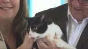 Montreal Opens New One-Stop Animal Shelter for Homeless Pets