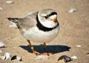New Bylaw Fines Up to $3,000 for Disrupting Piping Plovers