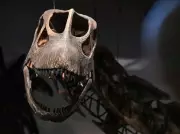 New Giant Dinosaur Species Identified in Thailand After Decade-Long Dig