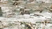 North Bay Woman Alarms as Wetland Drained Near Housing Development