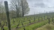 Nova Scotia Wine Industry Poised for Growth, Report Reveals