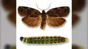 N.S. Government Treats Cape Breton Forest to Stop Spruce Budworm Spread